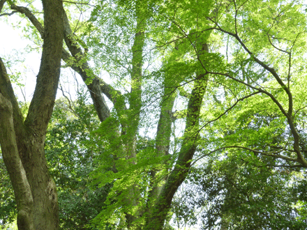 c0225153_7293641.gif