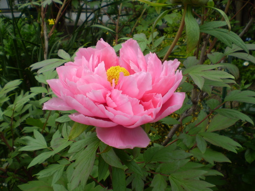 a0135990_20585547.jpg