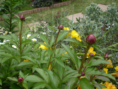 a0135990_20594579.jpg