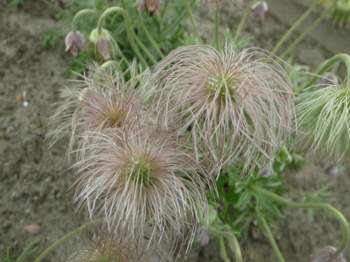 e0271890_21315011.png