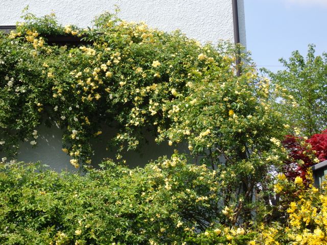 f0130894_2311782.jpg
