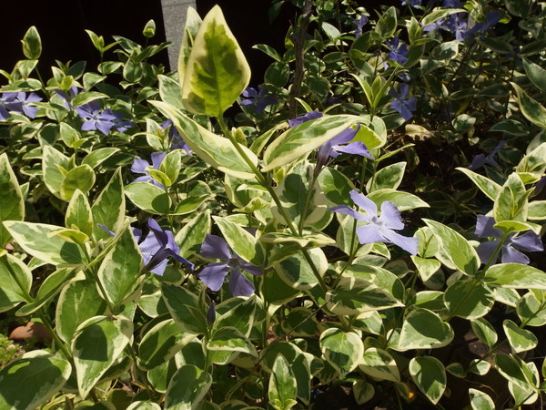 c0056707_21102352.jpg