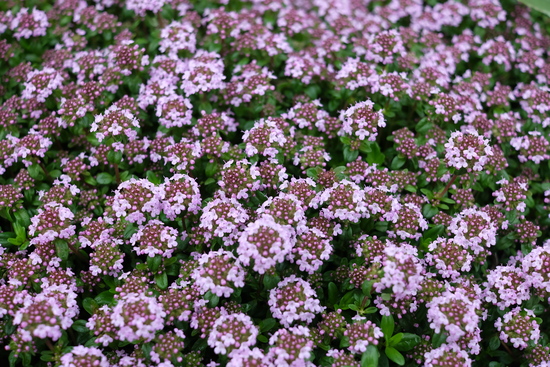 f0113108_7155524.jpg