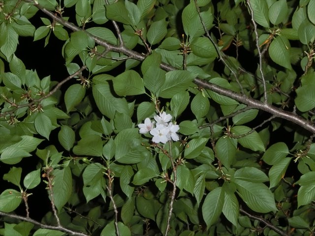 c0238519_2326338.jpg