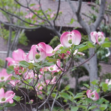 e0311225_829650.jpg