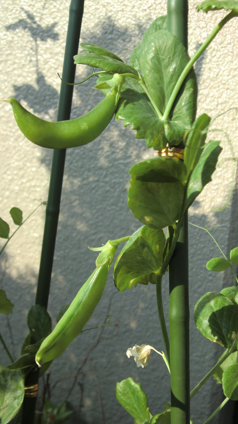 c0236632_827017.jpg