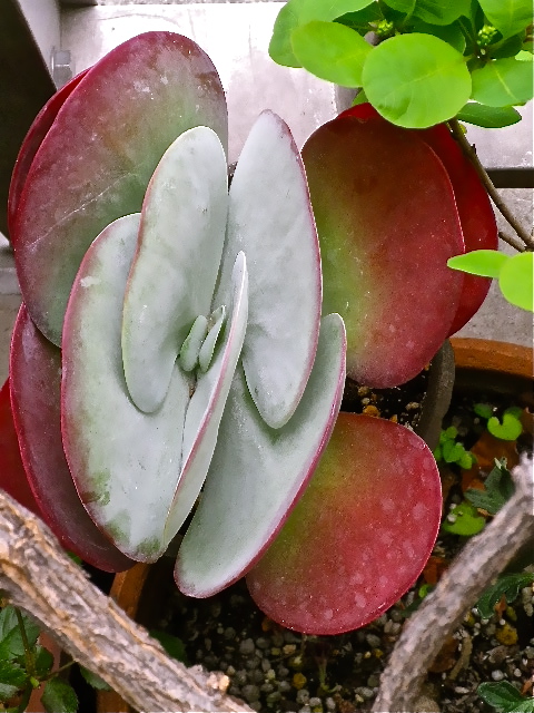 b0027736_21384010.jpg