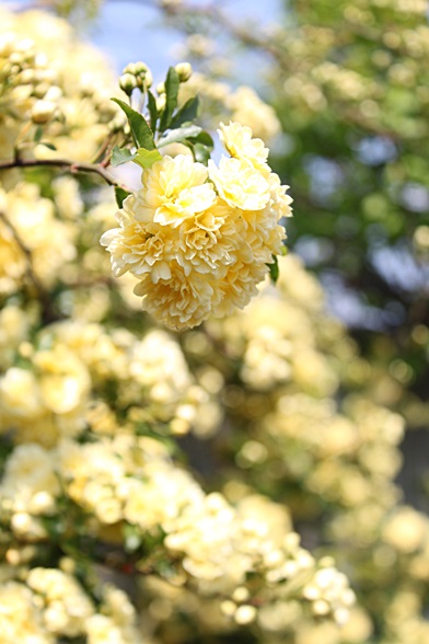 c0178453_20312412.jpg