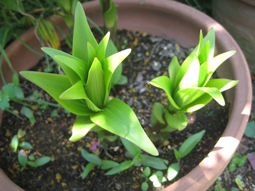 f0201297_123249.jpg