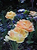 e0182926_12134864.jpg