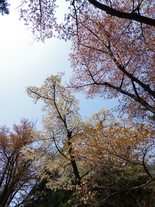 d0031171_8522098.jpg