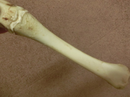 a0319693_2115999.jpg