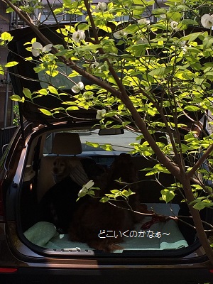 a0134004_21165250.jpg