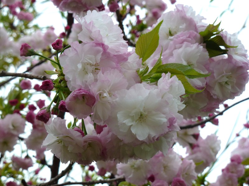 c0042418_7502295.jpg