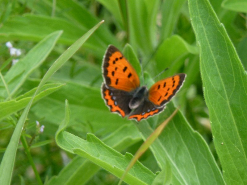 c0042418_7513246.jpg