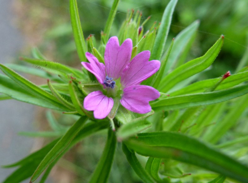 c0042418_7523357.jpg