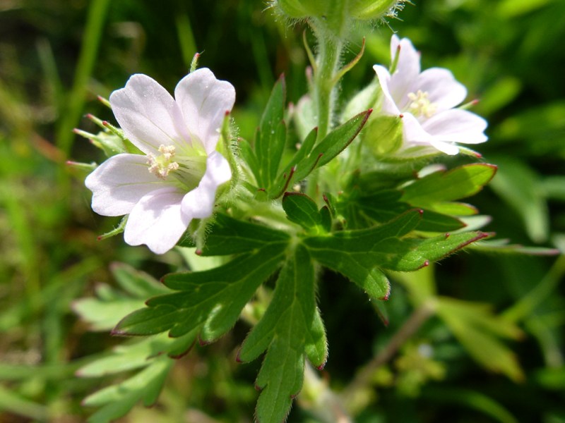 c0042418_7524666.jpg