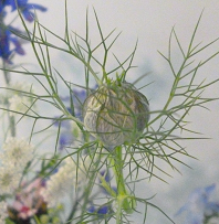 f0228619_955673.png