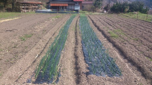 c0300035_94345.jpg