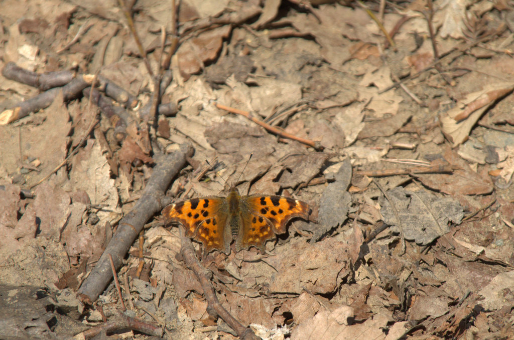 d0098057_4132728.jpg