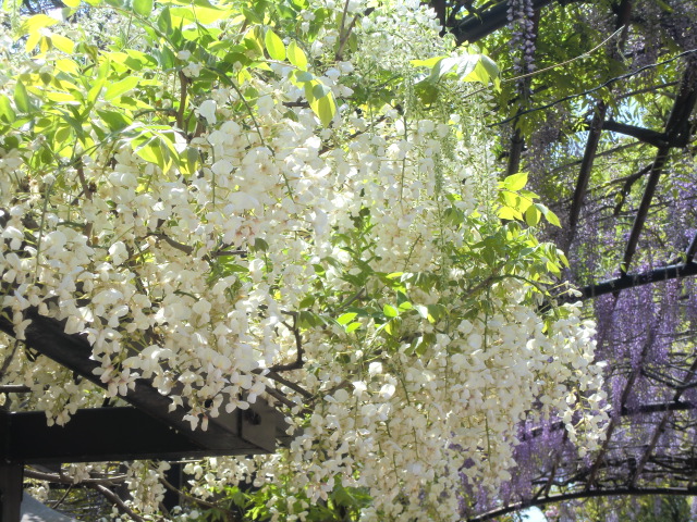 b0044296_159451.jpg
