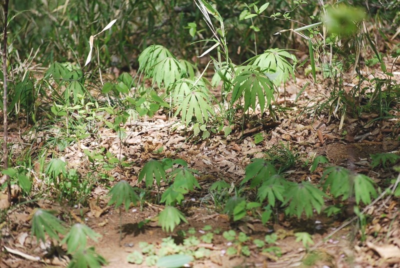 e0025300_1841599.jpg
