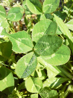 f0036223_9163215.jpg