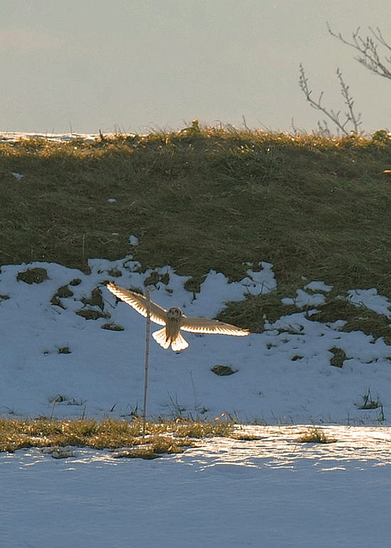 d0290240_05170828.gif
