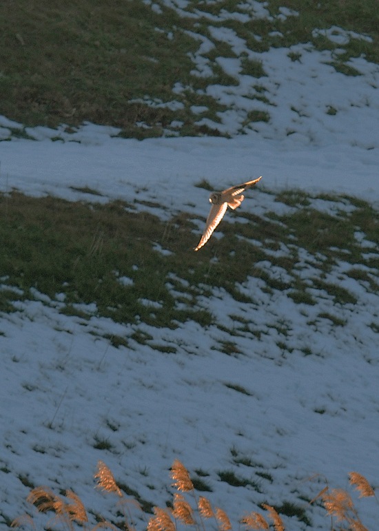 d0290240_05184221.gif