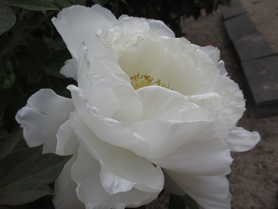 f0113862_17272576.jpg