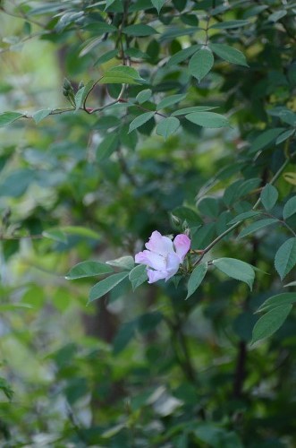 c0186463_1824424.jpg
