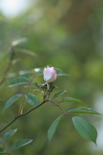 c0186463_1854110.jpg