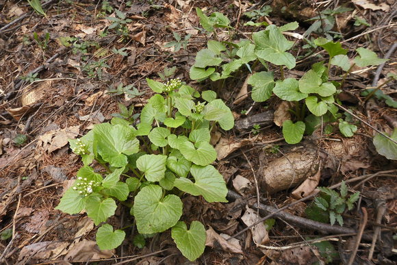 c0237780_17545574.jpg
