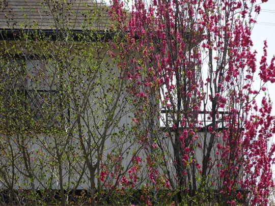 a0272591_1725043.jpg