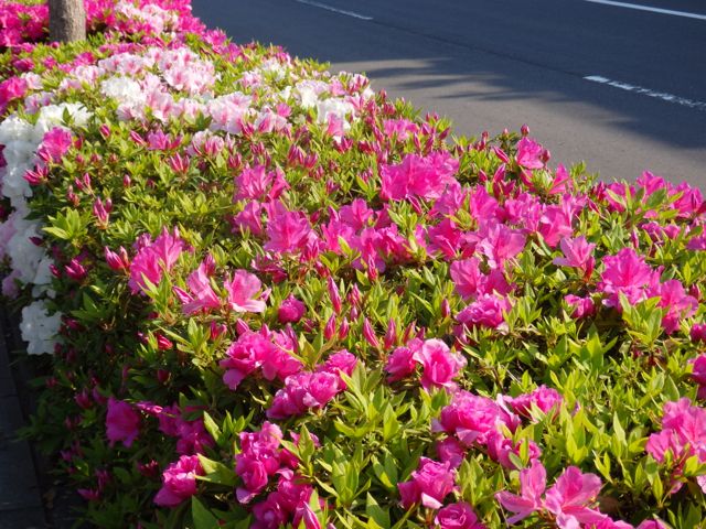 f0130894_21554020.jpg