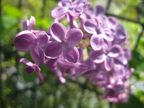 f0201297_1441512.jpg