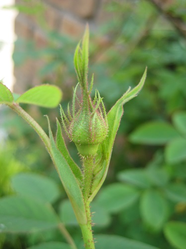 f0201297_1444117.jpg