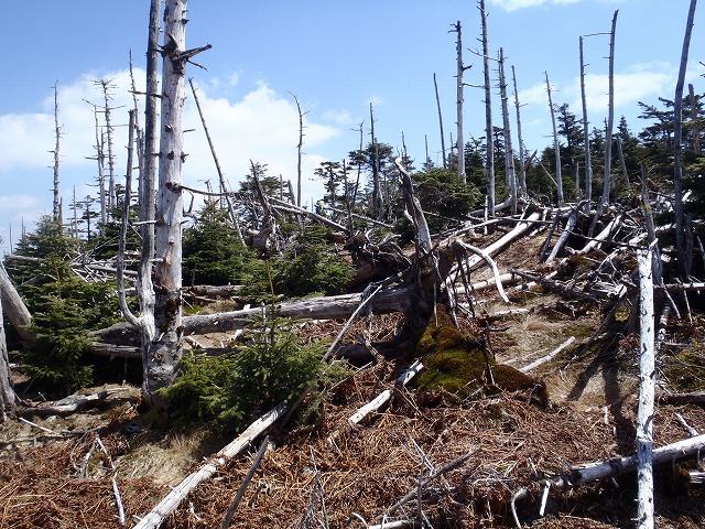 c0147398_155624.jpg