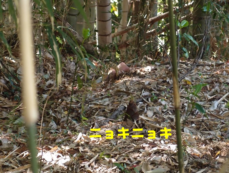 e0018604_13281831.jpg