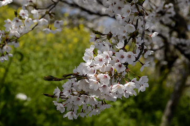 f0108478_201838100.jpg