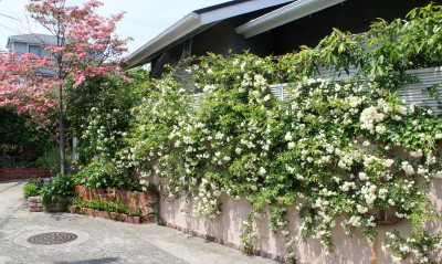 e0154682_20201155.jpg