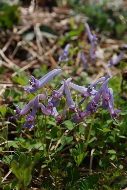 a0133886_17133411.jpg