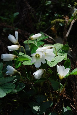 a0133886_17172445.jpg