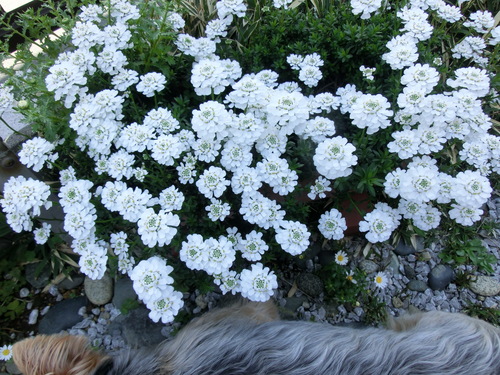 e0123587_21555111.jpg