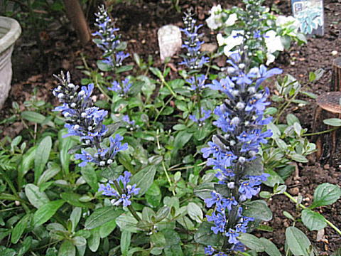 d0046702_18302485.jpg