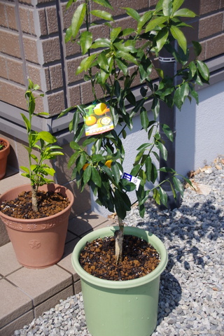 c0018617_1621590.jpg