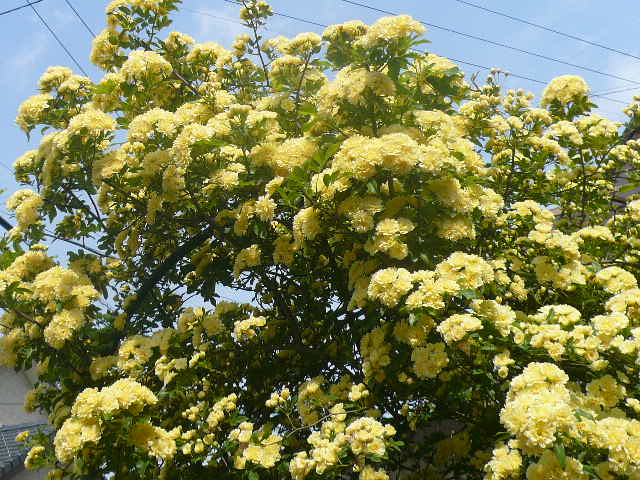 e0026017_13315774.jpg