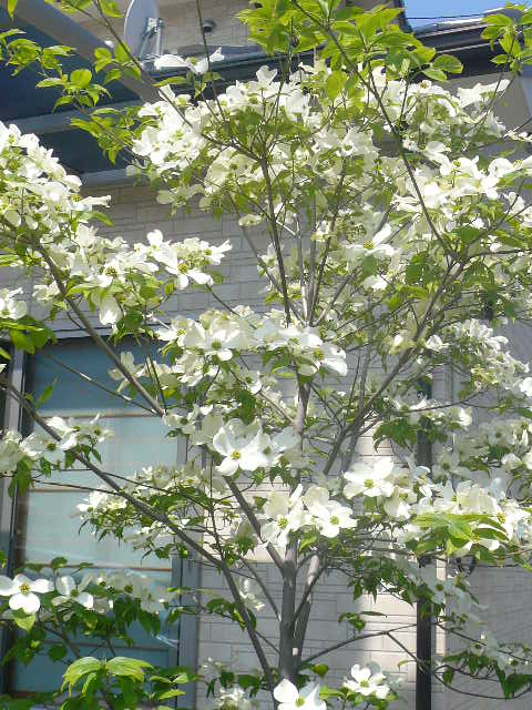 e0026017_1333773.jpg
