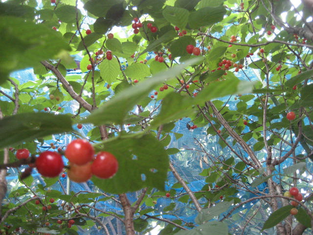 f0139520_19291235.jpg