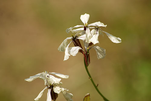 c0184125_21554451.jpg